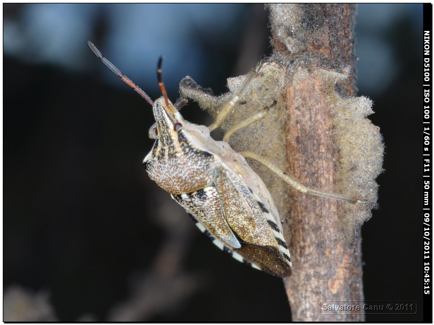 Pentatomidae: Codophila varia in Sardegna (SS)